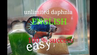 daphnia moina culture Easy way Unlimited production English  with sub Green water Chlorella [upl. by Efthim380]