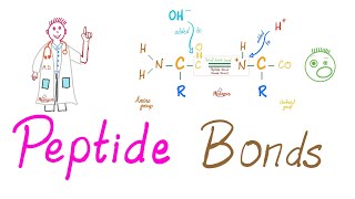 Peptides and Peptide Bonds  Amino Acids Dipeptides Oligopeptides Polypeptides  Biochemistry [upl. by Marje554]