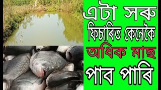 Fishery in assam  Fishering  সৰু ফিচাৰিত মাছ ডাঙৰ কেনেকৈ কৰিব পাৰি [upl. by Ainahtan]