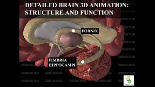 Human Neuroanatomy Detailed Brain 3D Animation  Structure and Function [upl. by Brosy]