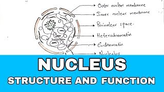 Nucleus structure and function  Structure and function  NEET  Bio science [upl. by Stephi]