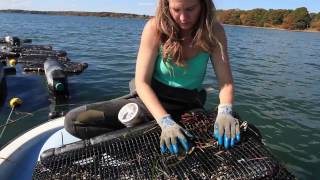 Getting Started in Shellfish and Seaweed Aquaculture [upl. by Duj830]