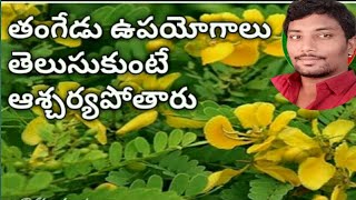 తంగేడు చెట్టు ఉపయోగాలుtangedu chettu upayogaluthangedu chettu details in Telugutangedu puvvu [upl. by Lebiralc]