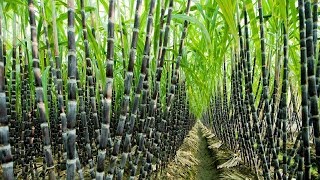 Agriculture Technology  SugarCane Cultivation  SugarCane Farming and Harvesting processing [upl. by Akinat647]