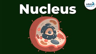 Nucleus  Cell  Infinity Learn [upl. by Garihc]