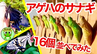 アゲハのサナギ16個を壁に貼り付けて24日間連続撮影したら・・・【byおたま日記】 [upl. by Ama]