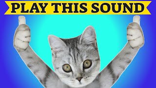 Sounds To Make Your Cat Come To You [upl. by Dorina]