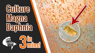 How to culture DAPHNIA MAGNA  The easy way [upl. by Arhoz963]