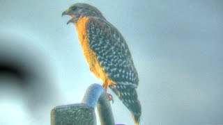 Red Shouldered Hawk Calling [upl. by Hughmanick]