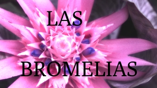 COMO REPRODUCIR BROMELIAS [upl. by Buckingham]