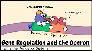 Gene Regulation and the Operon [upl. by Ravid]