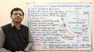 Diabetes Mellitus Part10 Mechanism of Action of Sulfonylurease  Antidiabetic Drugs  Diabetes [upl. by Gavin]