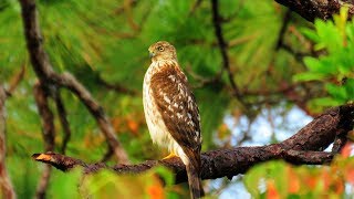 Coopers Hawk  Blue Jays and Squirrels Sound Panic Alarm [upl. by Ydarb]