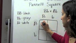 Incomplete Dominance Punnett Square [upl. by Yelich]