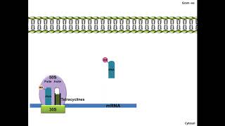 Tetracyclines  Mechanism of Action [upl. by Tanny87]