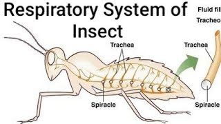 Respiratory System of Insect ।। Tracheae Tracheoles Spiracles Taenidia [upl. by Chiquia]