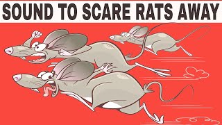 Sound To Scare Rats Away  ONE HOUR [upl. by Sheya]