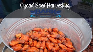 Cycad Seed Harvesting [upl. by Mars785]