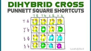 Dihybrid Cross Punnett Squares  MCAT Shortcut Mendelian Genetics Part 2 [upl. by Sherard]