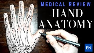 Hand Anatomy overview [upl. by Neelsaj448]