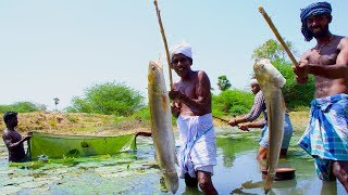 Fish Catching and Cooking  Viral Meen Kulambu  Snakehead Murrel Fish Curry Recipe  Village Food [upl. by Mccomb769]