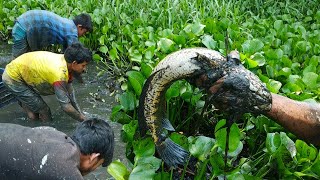 Best Hand FishingBig Fish Hunting in the Natural Beautiful Canal Traditional Fishing in Bangladesh [upl. by Epilihp278]