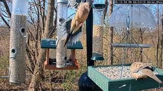 Coopers Hawk Attacks Mourning Dove on Feeder  Bird Watching HQ [upl. by Lindsy]