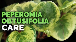 8 Peperomia Obtusifolia Care Tips and Tricks [upl. by Altheta]