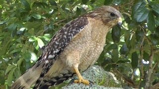 RedShouldered Hawk Calls amp Hunts FYV [upl. by Edyak]