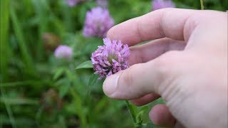 5 Medicinal Plants And Herbs You Can Find In Your Yard [upl. by Dara]