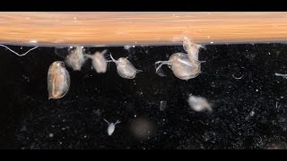 Culturing DaphniaTuesday Tip [upl. by Mcwilliams]