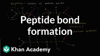 Peptide bond formation  Macromolecules  Biology  Khan Academy [upl. by Gardy712]