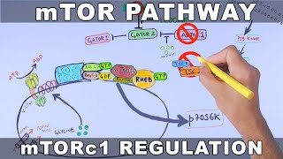 mTOR Pathway and its Regulation [upl. by Travers]