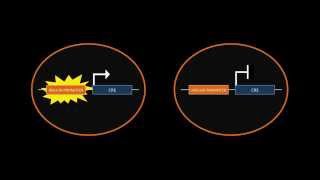 CreLoxP Recombination [upl. by Sivart]