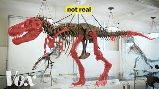 How scientists solved this dinosaur puzzle [upl. by Aerdnaz]