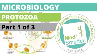 Protozoa  Microbiology  USMLE STEP 1  Part 1 of 3 [upl. by Fridell]