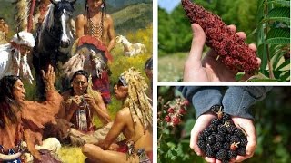 11 Powerful Native American Medicinal Cures [upl. by Hermie]