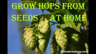 Japanese Hop identification of the Wisconsin Invasive Species Humulus japonicas [upl. by Lamee]