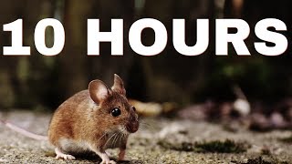 Sound Effect Of Mouse  10 HOURS [upl. by Eivlys]