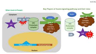 Auxin signaling pathway animation [upl. by Icak773]