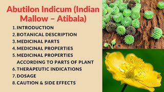 Abutilon Indicum Indian Mallow – Atibala Kangi Plant explain in detail [upl. by Ina]