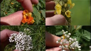 How To Identify 5 Medicinal Plants And Their Uses [upl. by Nussbaum968]