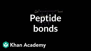 Peptide bonds Formation and cleavage  Chemical processes  MCAT  Khan Academy [upl. by Dalli]