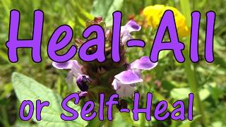 HealAll or SelfHeal 🌸 How to Identify and Use Prunella vulgaris [upl. by Carlyn]