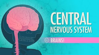 Central Nervous System Crash Course Anatomy amp Physiology 11 [upl. by Guevara]