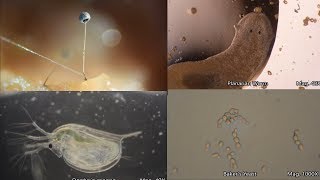 The Amazing Microscopic World [upl. by Marilou]