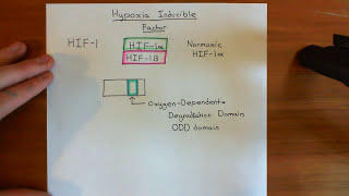 Hypoxia Inducible Factor HIF Part 1 [upl. by Eislrahc]