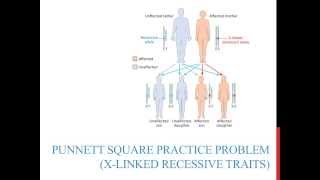 Punnett square practice problems Xlinked recessive [upl. by Alodee]