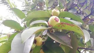 Mangosteen Tree Garcinia mangostana [upl. by Joselow881]