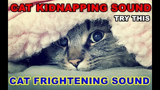 Scare The Cat  Scaredy Cat Song  Cat Frightening Sound [upl. by Snebur]